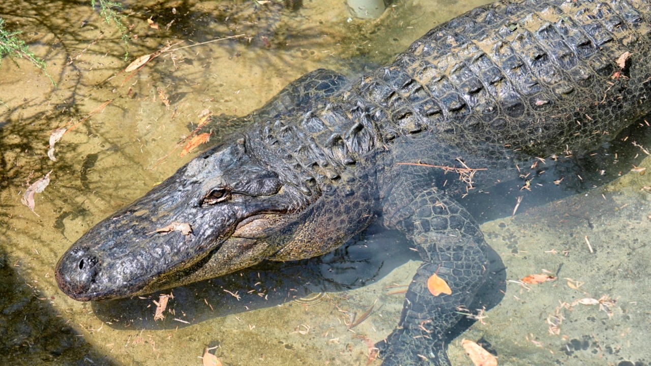 'Action-packed' school holiday itinerary at local reptile park