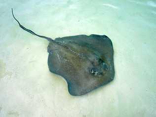 Feeding sting rays at Manjack (Nunjack) Cay in the Bahamas.