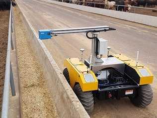 BunkBot hard at work at the Mort and Co Pinegrove feedlot. The robot scans feed troughs to predict how much grain cattle are eating.