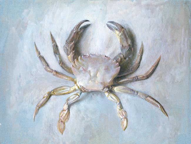 John Ruskin, Study of a Velvet Crab, 1870-71. © Ashmolean Museum, University of Oxford