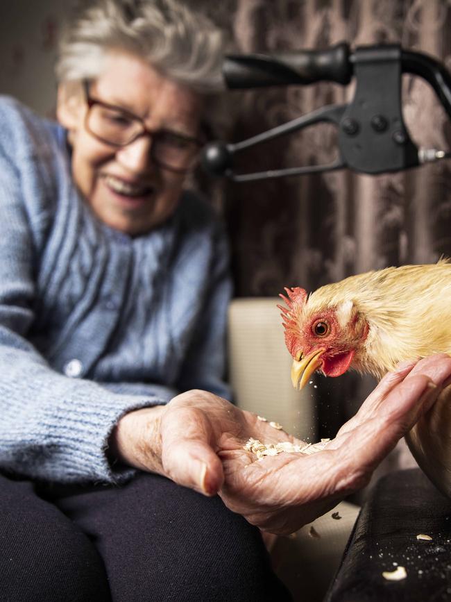 Wendy Holden likes to feed the hens oats while they perch on her walker. Picture: Nicole Cleary