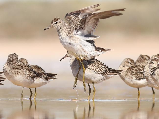 Thousands of migratory birds at the Adelaide International Bird Sanctuary, including sharp-tailed sandpipers, are preparing to return to the northern hemisphere.Picture: Chris Purnell