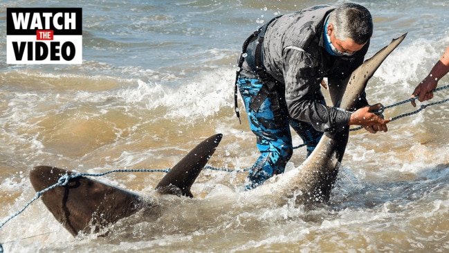 Little Bay shark attack reignites culling debate