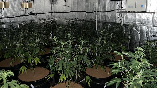 Police have allegedly seized 25 plants and more than 36kg of drying leaf in a cannabis "grow house" at Anna Bay.