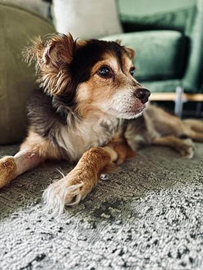 Da Vinci the 15-year-old chihuahua was attacked by another dog while walking through Brunswick St Mall in Fortitude Valley. Picture: Supplied.