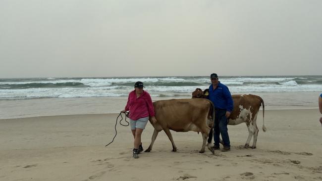 Thomas and Cynthia Brooks brought two cows, Macy and Lucy from Beaudesert to Broadbeach to be the stars of the show at the milk run. Cows on the beach at the Gold Coast as for the Bega milk run, as part of the Australian Dairy Conference. Picture: Jacklyn O'Brien.