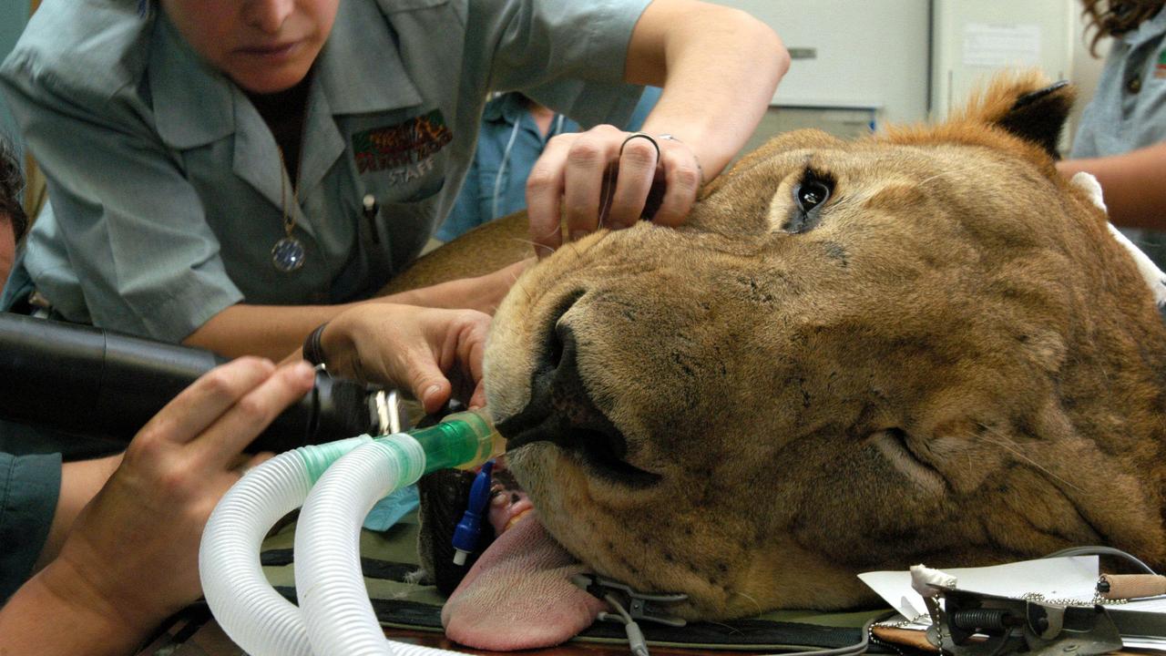 Lion 'Alistair' being prepared for surgery to remove lump from his lower lip at the Perth Zoo in WA. animal /Lions
