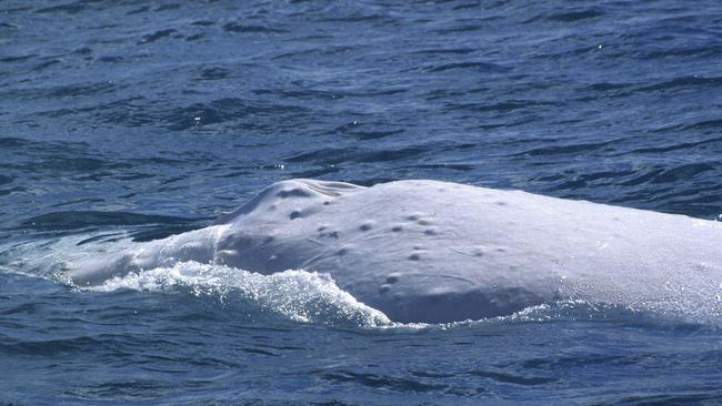 The Oceania Project's Dr Trish Franklin took this photograph of Migaloo in Hervey Bay in 1998.