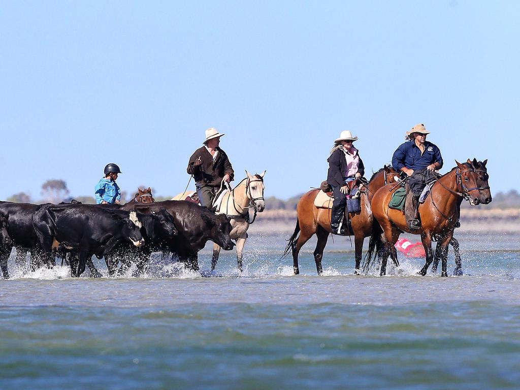 Island home: The Snake Island cattle muster at the weekend. Picture: Andy Rogers 