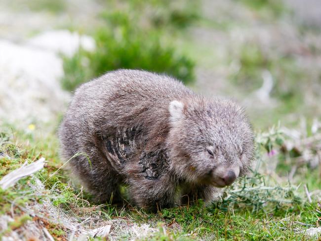 A wombat with mange on Flinders Island. Picture: PATRICK GEE