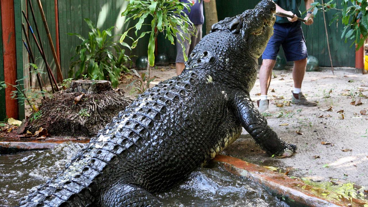 Cairns crocodiles 10 of FNQ’s most famous and iconic crocs Herald Sun