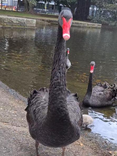 The swans were used to an adoring public. Image courtesy of Maree Dooley-Lamb