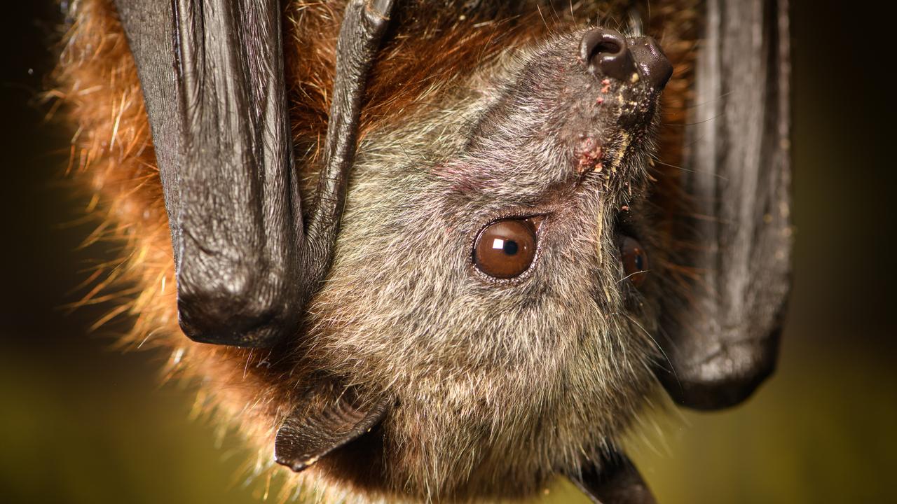 The virus is spread by fruit bats, who carry it without appearing sick. Picture: Jay Town