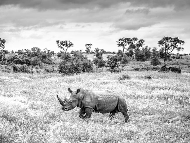 A rhinoceros in Kruger National Park. the body parts of lions and rhinos are in high demand in Asia. Picture: Supplied