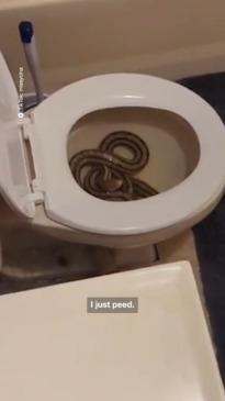 Woman makes a horrifying toilet discovery