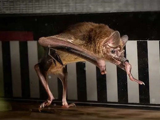 A vampire bat working out on a bat-friendly treadmill helped scientists figure out the quirks of digesting high-blood diets. Price Sewell