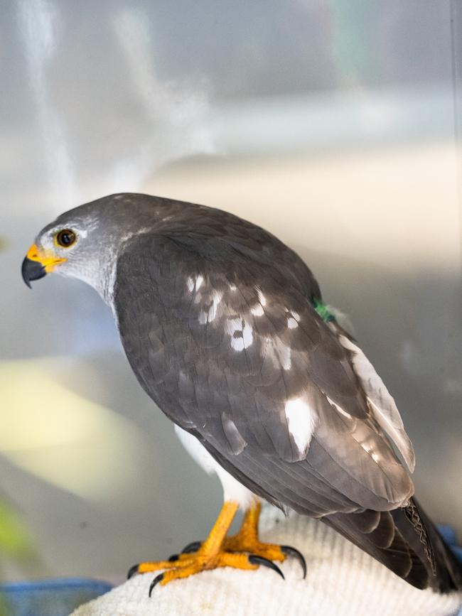 A grey goshawk in care at the Wildlife Hospital. Pic Peter Wilson