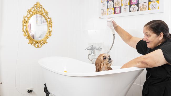 The Enchanted Mirror owner Karen Buckley baths Caspian at the Bridge St pet grooming salon, Thursday, February 13, 2025. Picture: Kevin Farmer