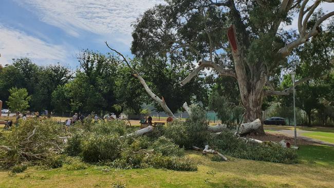 A large tree branch that fell at Mitcham Reserve in December 2019. Picture: Supplied