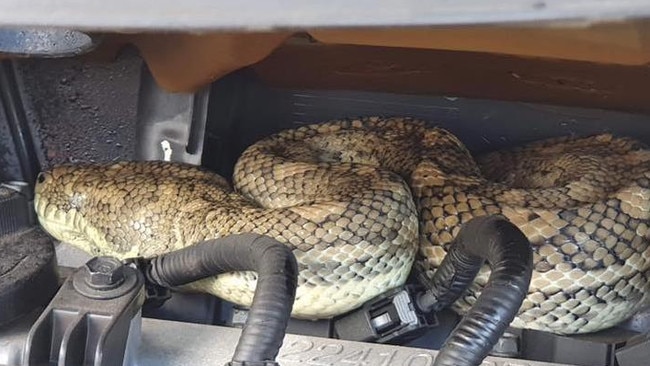 The python curled up in the car. Picture: supplied