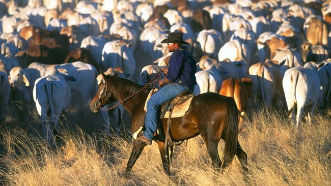 Round ‘em up: Mustering time for Stanbroke Pastoral Company.