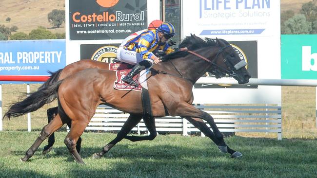 Paris Shiraz winning at Towong earlier this week. Picture: Ross Holburt/Racing Photos