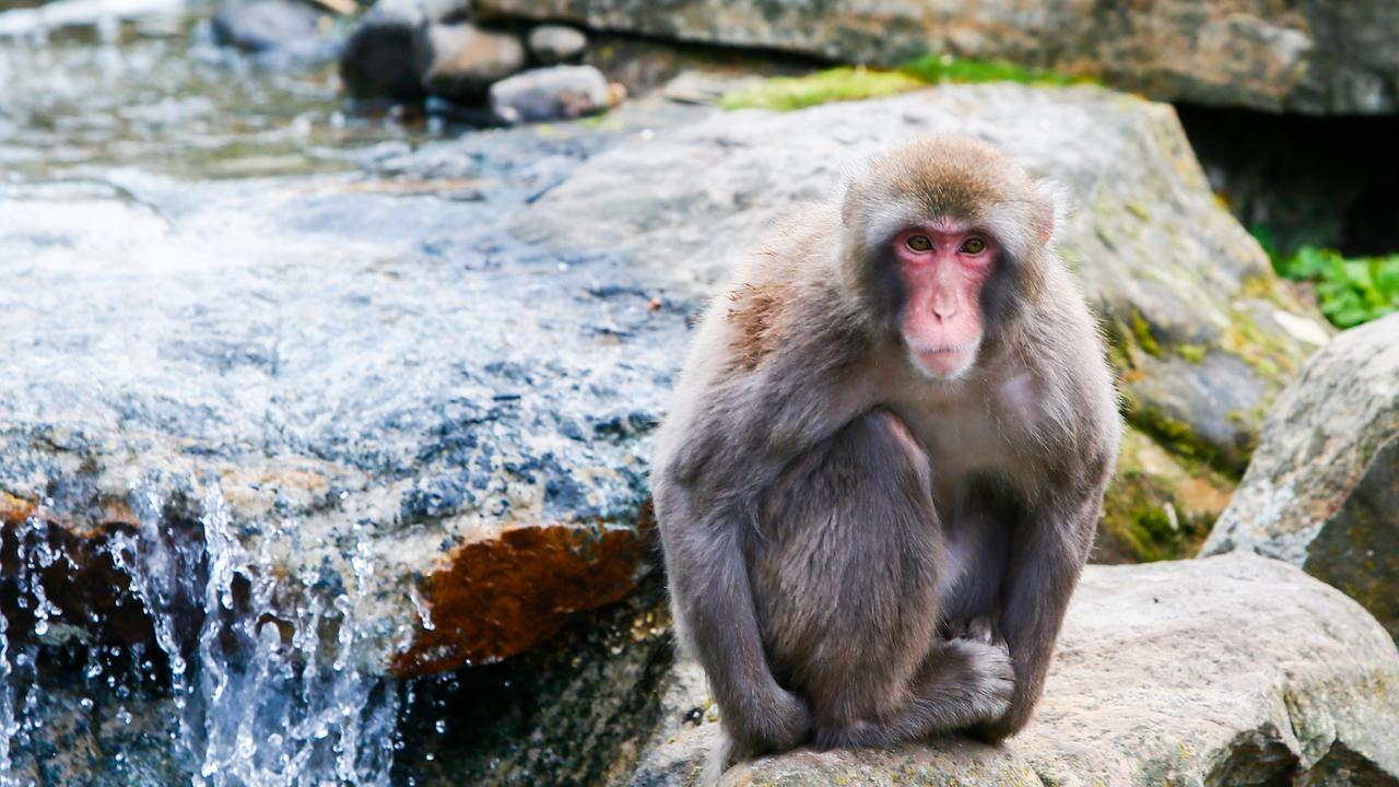 Inside the lives of Tasmania’s most notorious creatures