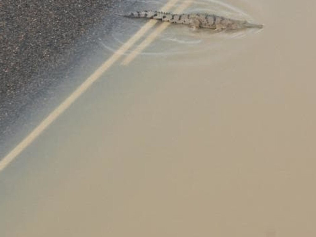 Why did the crocodile cross the road? Cause ex-tropical Cyclone Owen flooded it.