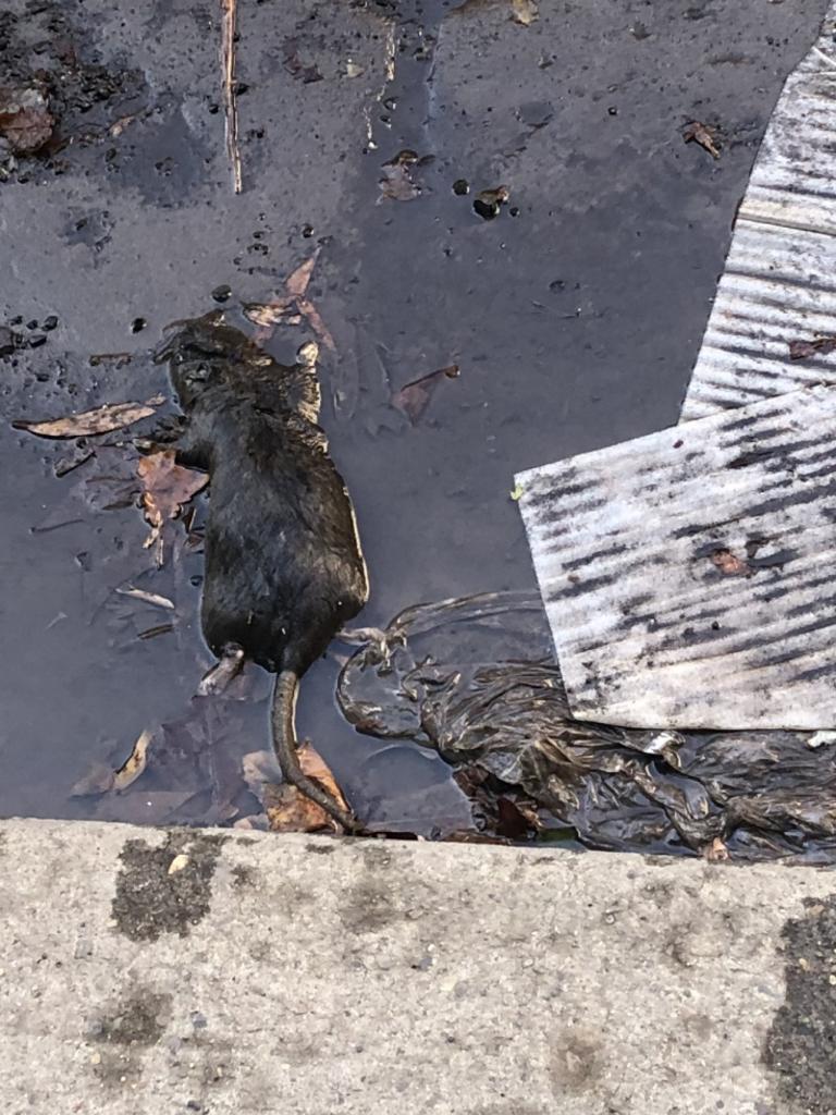 Rodents beware: Jakarta offers cash reward for live rats in vermin  clampdown