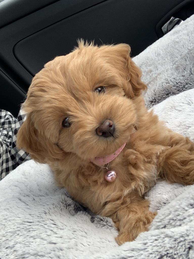 Bambi Davy – Bambi is a 10-week-old Moodle (Maltese X Toy Poodle). She is playful and loves all dogs and people! She is 2.5kg and loves a cuddle.