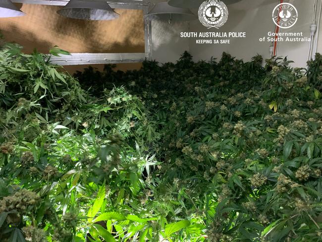 Mystery surrounds who is responsible for an extensive hydroponic cannabis set-up found inside a house at South Brighton. Picture: SA Police