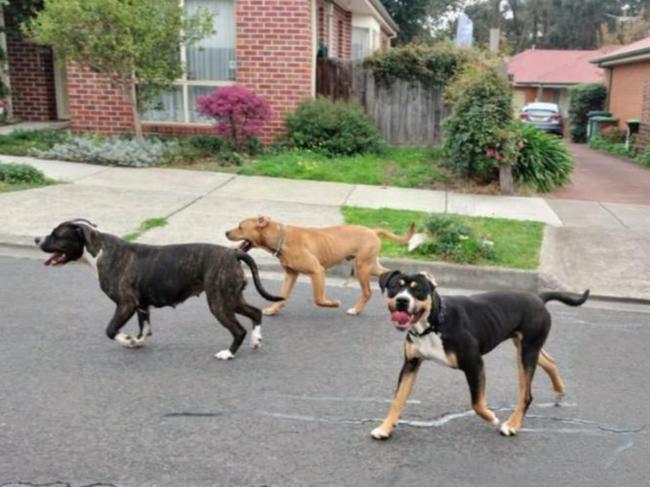 A photo uploaded to a Sunbury Community Facebook group of three dogs on the loose on Thursday afternoon.