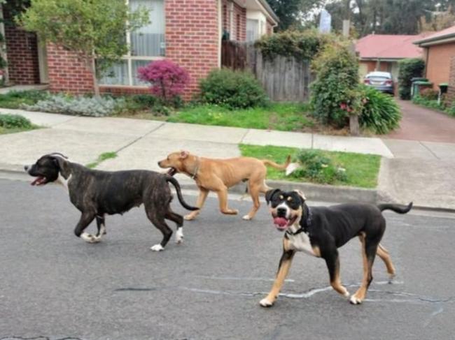 A photo uploaded to a Sunbury Community Facebook group of three dogs on the loose on Thursday afternoon.