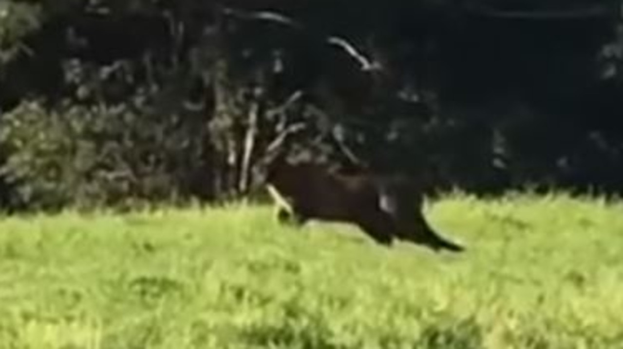 Alec's footage of the big cat in Wahroonga. Picture: Alec McDonald