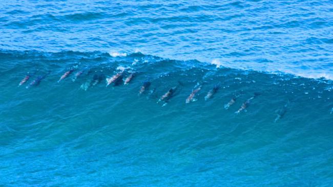 Dolphins at Frenchman’s at Straddie in 2018. Picture: Fishes at the Point