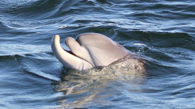 Hunter as a young dolphin in a photograph showing his facial deformities. Picture: Jenni Wyrsta