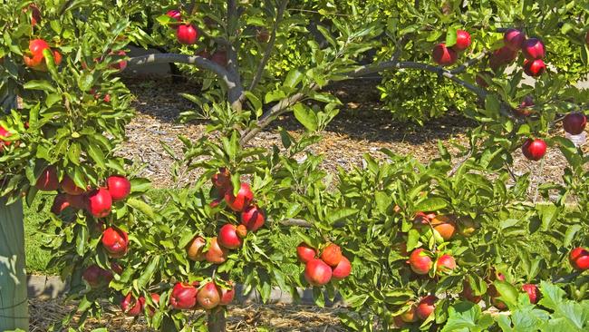 Food art: There are lots of plants that can be espaliered, including some apple varieties. Picture: Fawcett Media