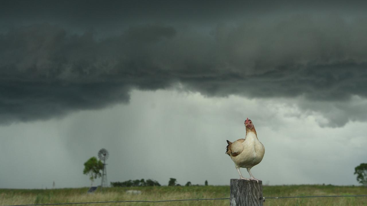 Meet Chicken, the storm chasing bird that’s gone viral online