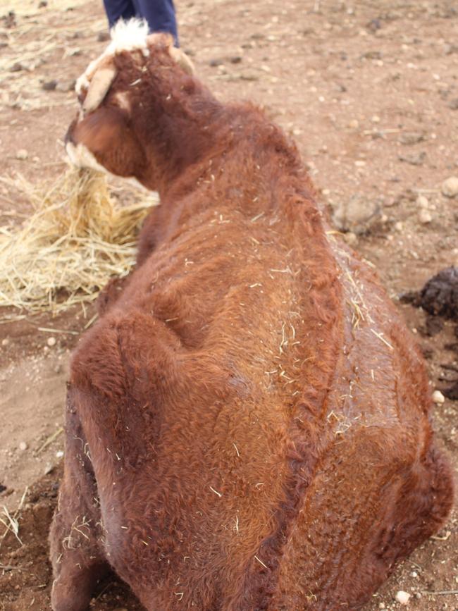 Many of the cattle on the property were severely malnourished. Picture: RSPCA