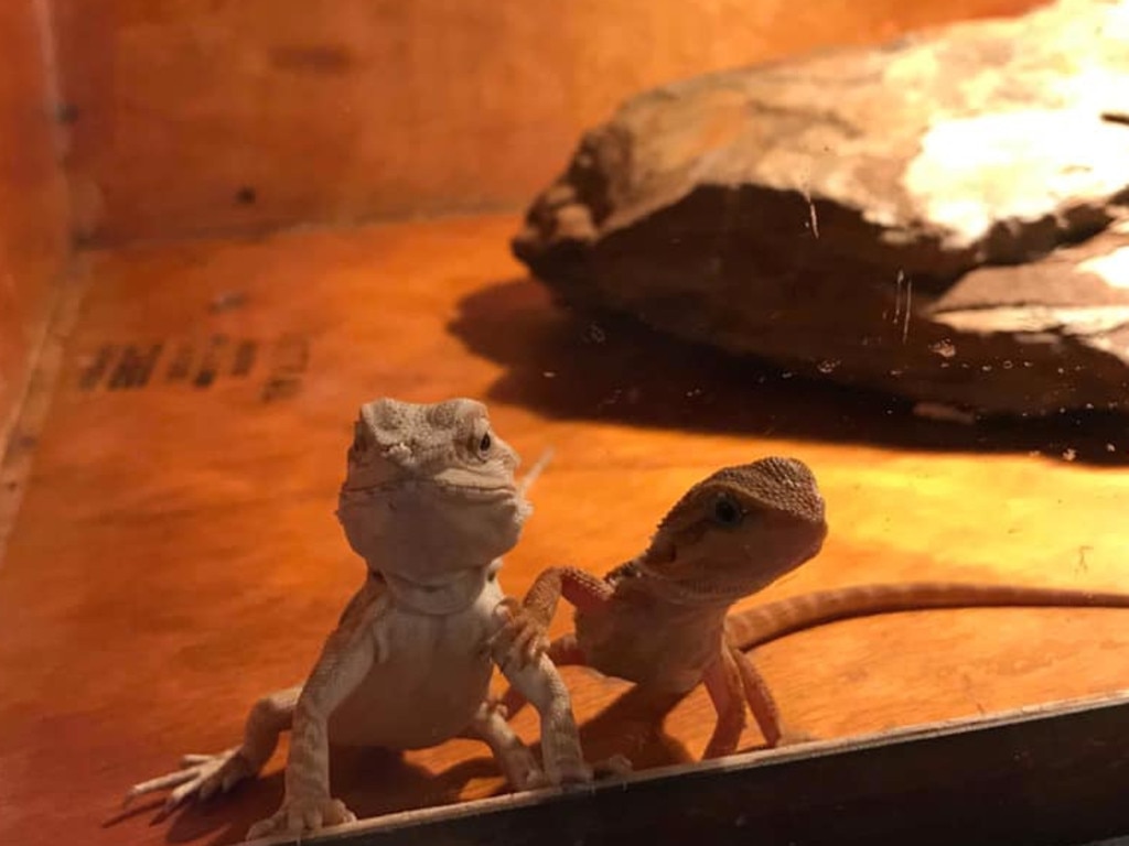 And two very cute, baby bearded dragons. Picture: Matt Rycroft.