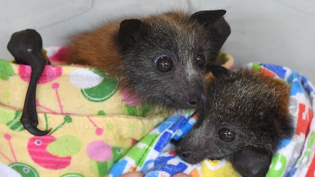 Two grey headed flying foxes being treated at Australia Zoo Wildlife Hospital. Picture: AAP/Darren England)