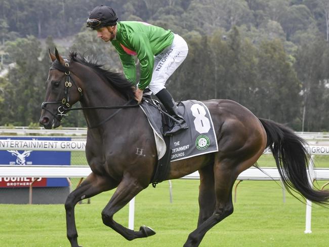 The Dar Lunn-trained Daredevil looks a good value chance at Gilgandra on Sunday. Picture: Bradley Photos