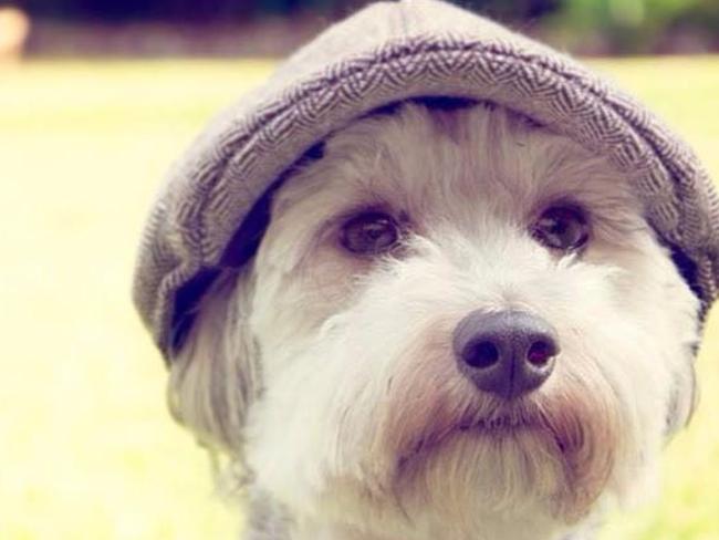 This camera loving, attention seeking little guy is sweet, gentle and stubborn. Bones is Aleaisha Pope’s beloved pet.