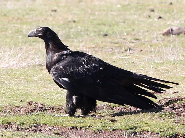 Wedge-tailed eagles are one of more than 700 fauna and flora on Tasmania’s official threatened species list.