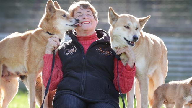 Founder of the Dingo Discovery Sanctuary, Research and Education Centre Lyn Watson. Picture: David Caird