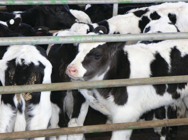 Animal welfare experts say cows are suffering to feed our dairy habit. Picture: Diana Simpson