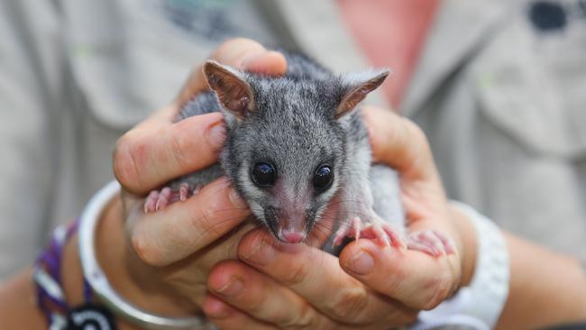 A baby brushtailed possum at the Territory Wildlife Park. Picture: Glenn Campbell