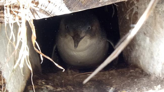 A little penguin at Granite Island, photographed during the 2018 Census on Friday, September 28. Picture: Maddie Turley