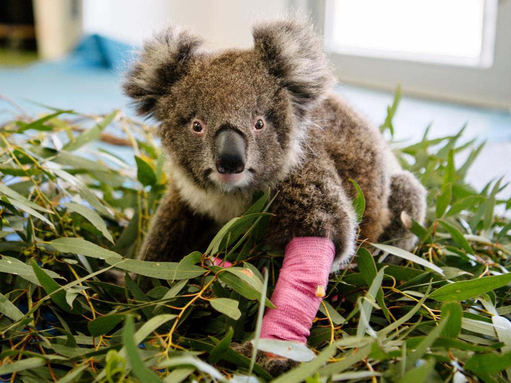 Baby koala Charli in Adelaide last month. Picture: Morgan Sette/AAP