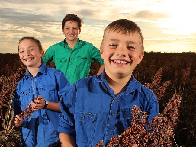 Emmysen Crothers, 11, Braithen Crothers, 12, and Ashton Crothers, 9, of Breza Farming, in the late summer crop of sorghum being harvested, St Ruth, 10 km south of Dalby. Photographer: Liam Kidston.